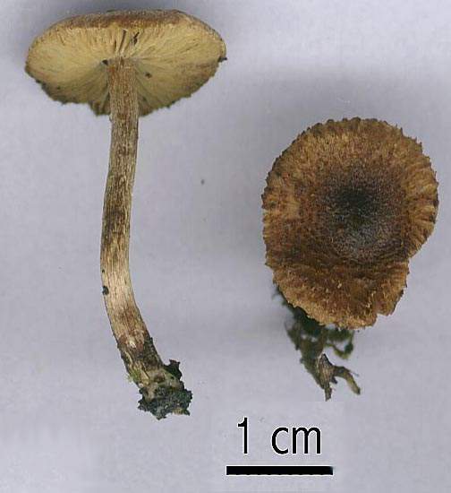 Inocybe lacera